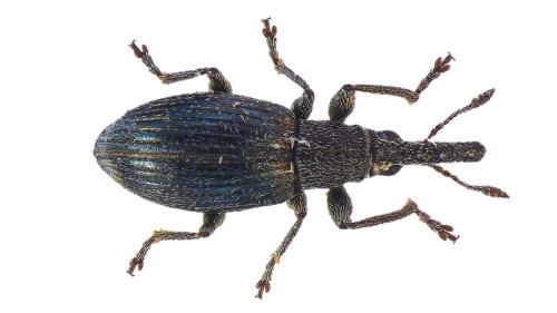 Aspidapion sp.